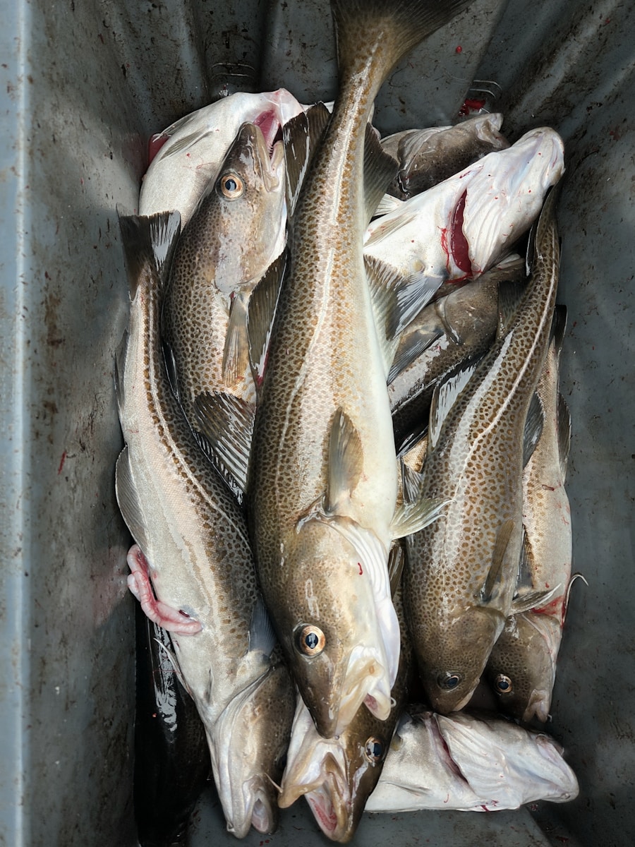 Freshly caught cod fish in a bucket